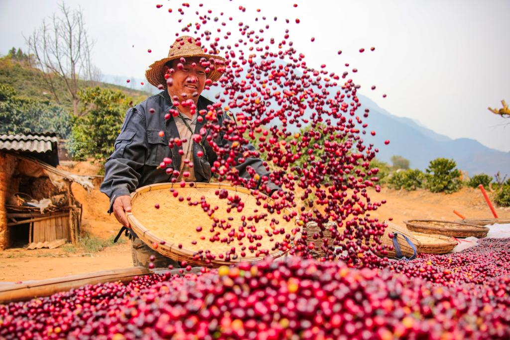 云南咖啡加快走向国际市场_新华网AG真人