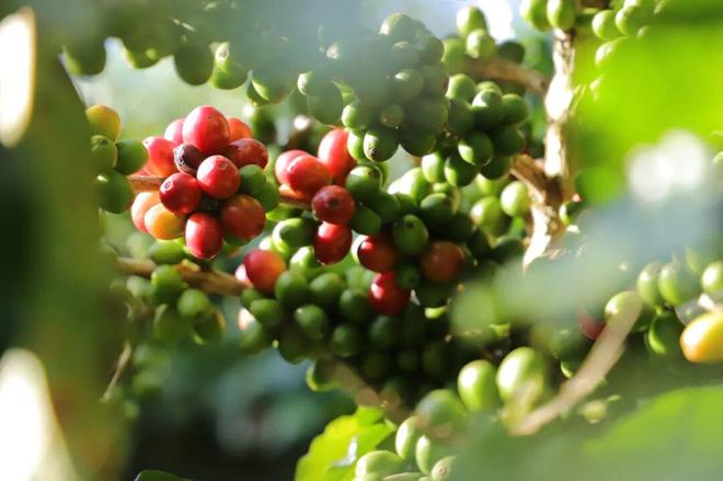 拼多多把“乡土生意”做成新国货AG真人平台一颗云南豆子的逆袭(图2)